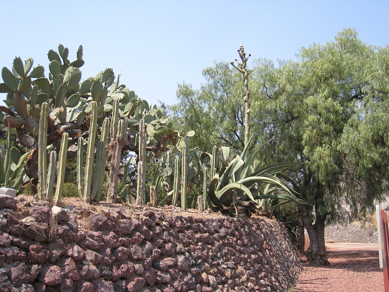 Mexico Pyramids - Mexico City 2009 1005.jpg - A trip to the Teotihuacan area of Mexico to visit the pyramids. A vast complex and a great climb to the top. This was followed by lunch in a cave, then a visit to the historical center of Mexico City. March 2009.